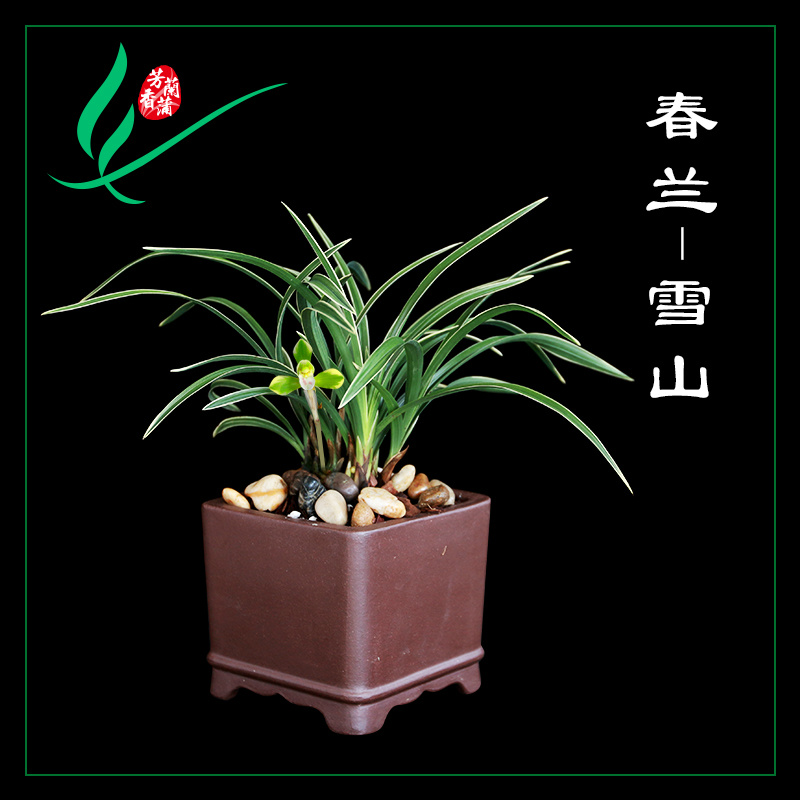 兰花苗矮种金边春兰雪山天草浓香卉盆景栽土绿带植物花苞名贵叶艺