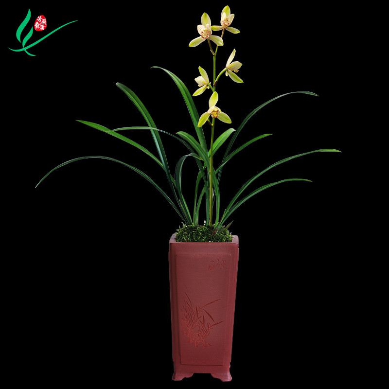 建兰兰花四季中华水仙浓香花卉盆景盆栽土绿植带草植物花苞名贵苗