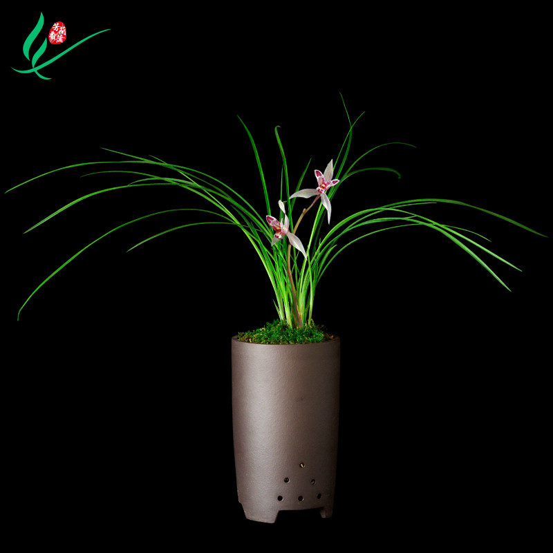 云南莲瓣兰花玉兔浓香花卉盆景盆栽土绿植兰带草植物花苞名贵苗