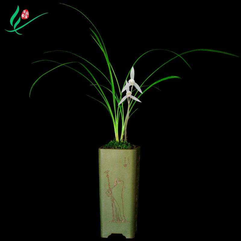 莲瓣兰花小雪素高端素雅赠礼佳品