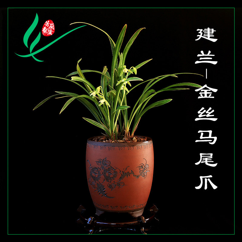 建兰兰花四季金丝马尾浓香卉景栽盆土带草植物花苞名贵金边叶艺苗