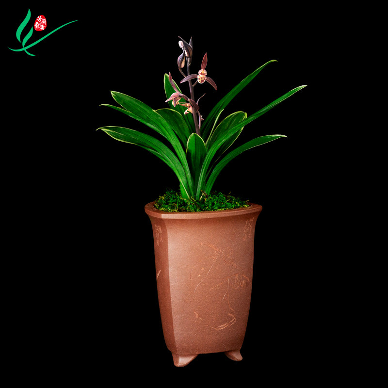 墨兰矮种达摩爪兰花苗浓香卉盆景栽土绿带草植物花苞名贵叶艺金边