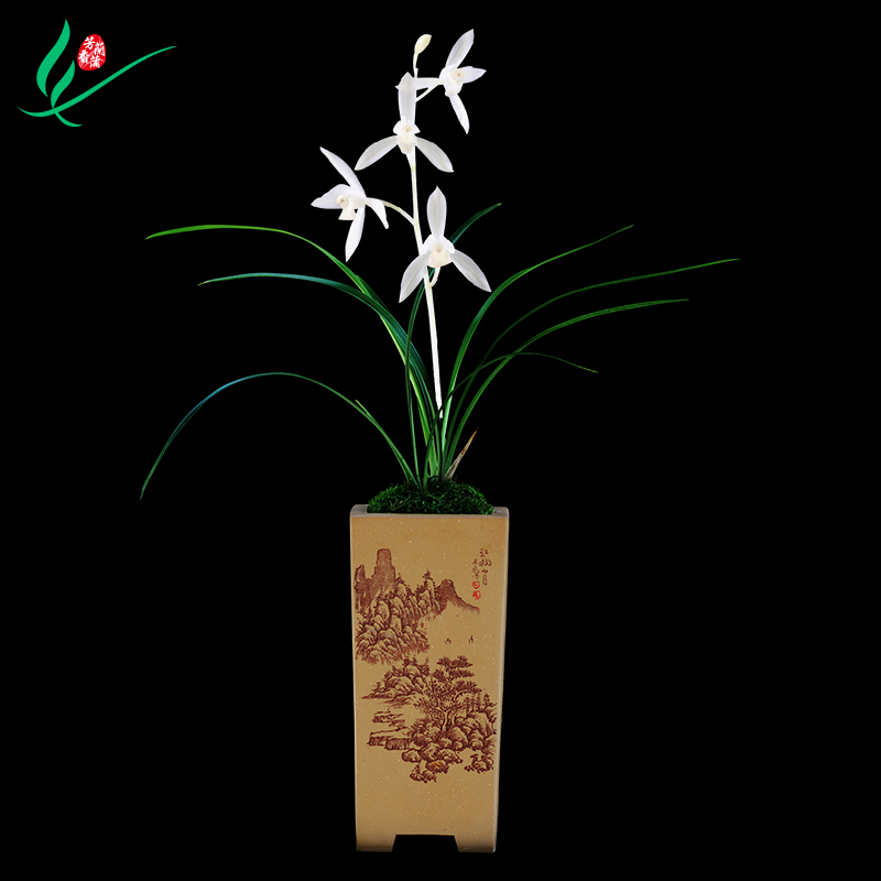 正品高端室内好养浓香型名贵兰花