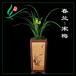 兰花苗春兰老八品种宋梅龙字集圆汪字万字贺神桂圆小打梅名贵芳香