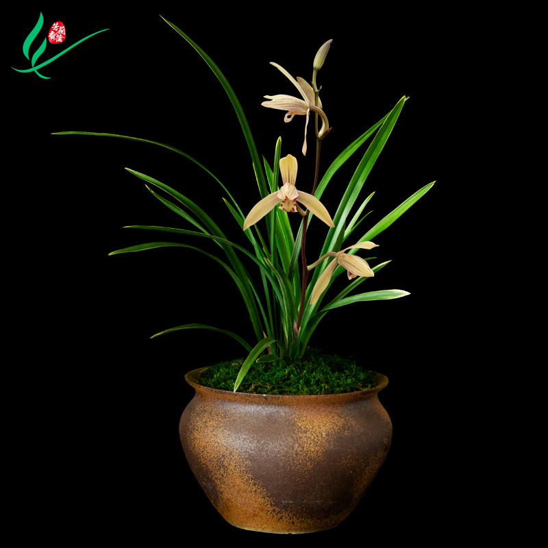 室内好养易活的观花植物兰花盆栽