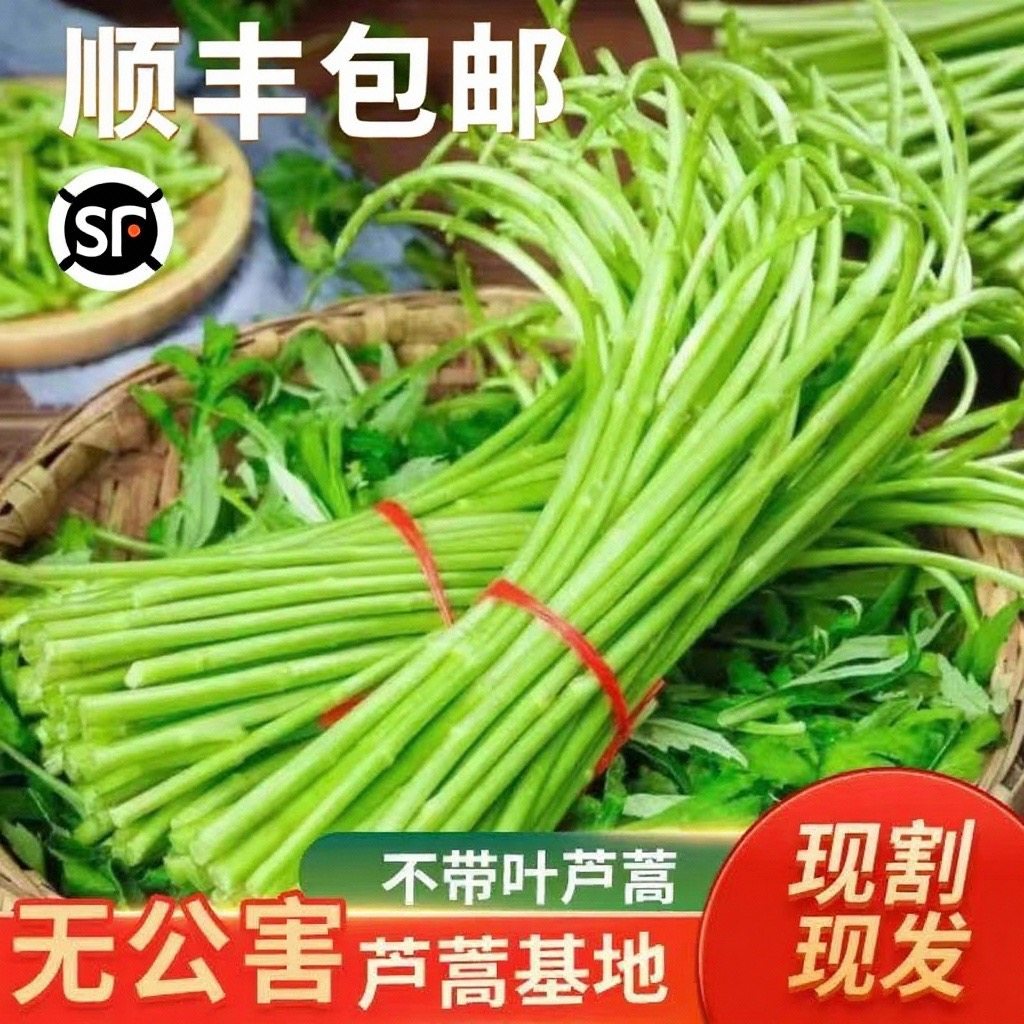 【顺丰冷链包邮】现摘现发新鲜藜蒿芦蒿泥蒿柳蒿基地直发当季蔬菜
