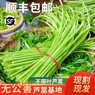 【顺丰冷链包邮】现摘现发新鲜藜蒿芦蒿泥蒿柳蒿基地直发当季蔬菜