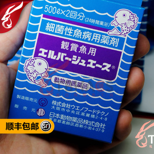 绿粉龙鱼工坊进口龙鱼金鱼锦鲤立鳞水霉烂肉顺丰发 日本黄粉本土版