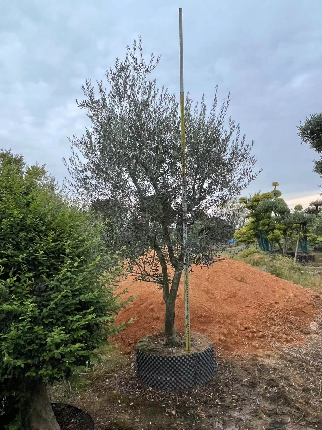 造型油橄榄树盆景大型高端室外别墅植物庭院耐寒耐热常青树种