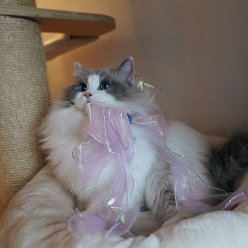 宠物亲子发夹猫咪饰品德文仙女
