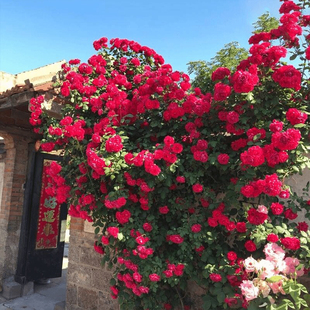 红木香花苗爬藤植物四季红木香白木香月季蔷薇