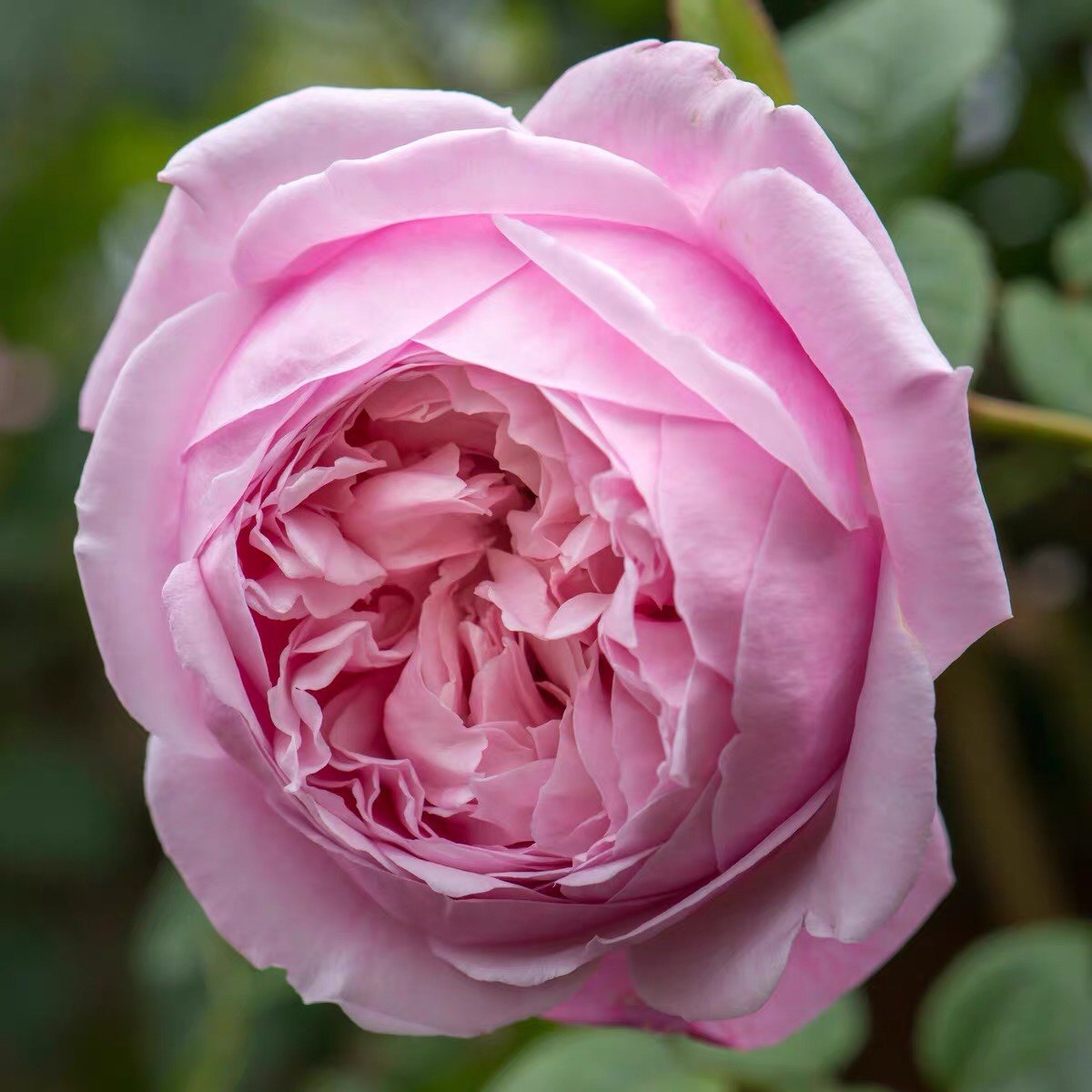 自由土球发货耐阴耐热爬藤植物爬墙玫瑰,鲜花速递/花卉仿真/绿植园艺,月季/蔷薇/玫瑰,淘宝优惠券,粉丝福利购,淘宝优惠卷