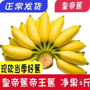 广西种植户【皇帝蕉】正宗帝王蕉小香蕉纯甜好吃青蕉发货冬天偏小