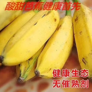 广西大芭蕉牛蕉大蕉芭蕉牛角蕉大果净重9斤新鲜香蕉水果酸甜健康