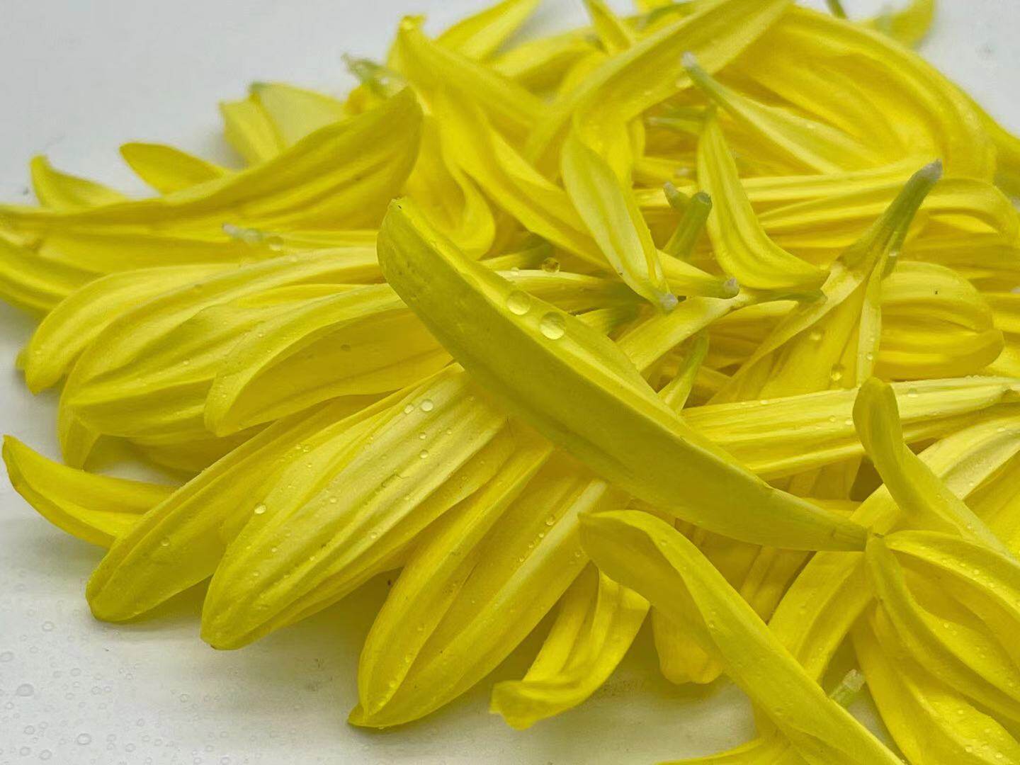 新鲜黄 菊花花瓣 食用花瓣 酸菜鱼火锅西餐摆盘鲜花装饰约20克/盒