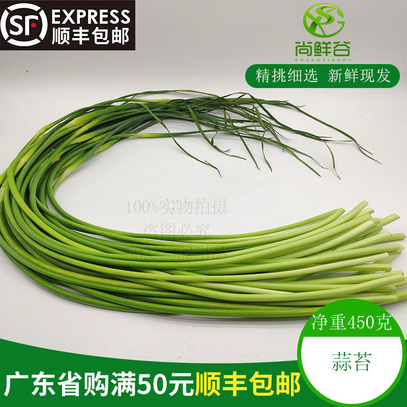 新鲜食用蔬菜 蒜苔 蒜毫 青蒜其它