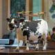 饰收藏品摆件MILK ZONE TANK奶牛 宇田川誉仁艺术雕塑装 LAB