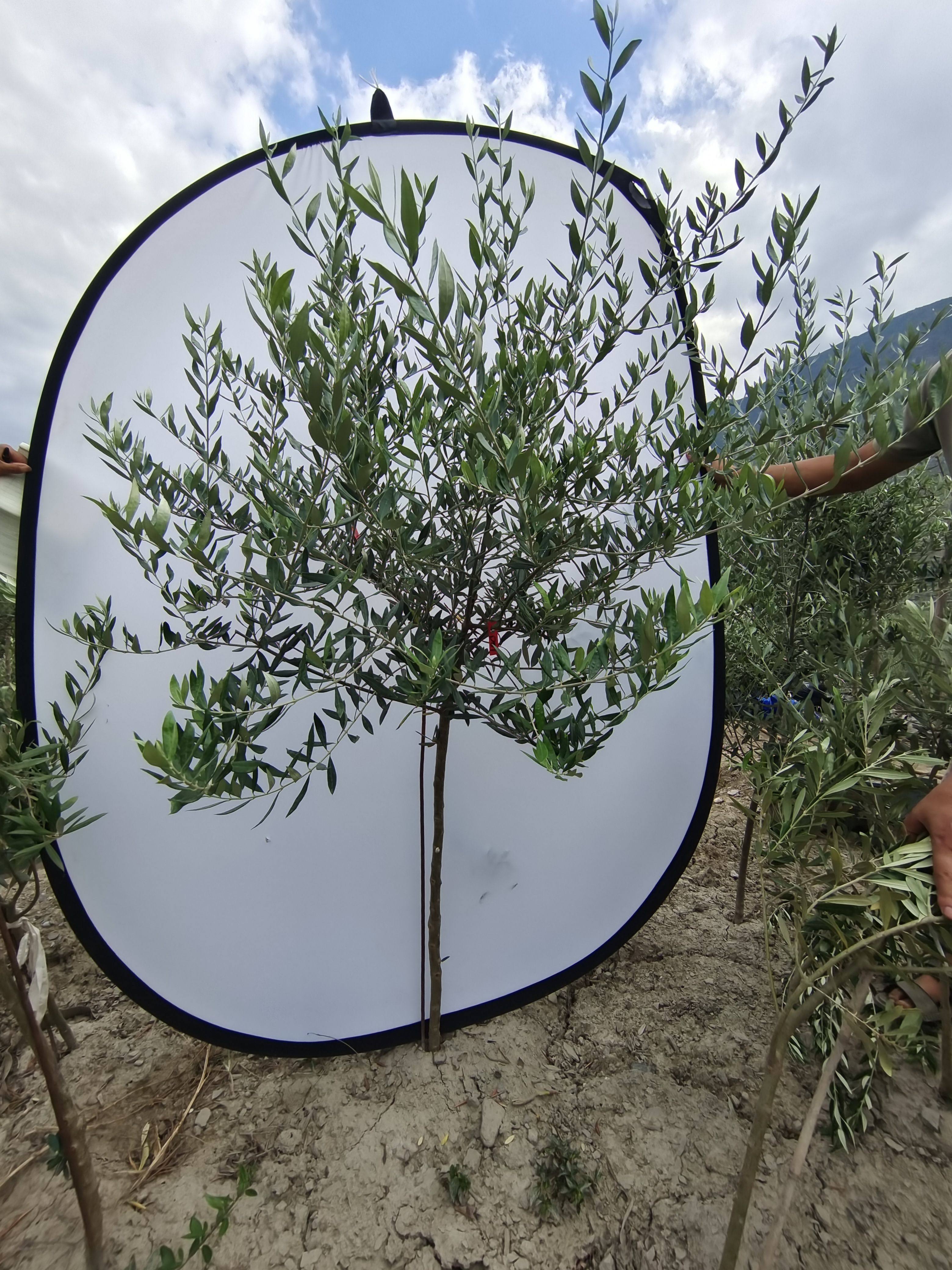 高级灰油橄榄树一物一拍自然树形盆栽北欧植物阳台绿植