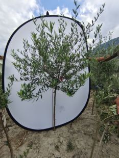 高级灰油橄榄树一物一拍自然树形盆栽北欧植物阳台绿植