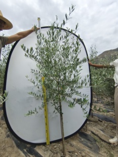 进口高级灰皮学利西班牙油橄榄树盆栽一物一拍办公室绿植阳台植物