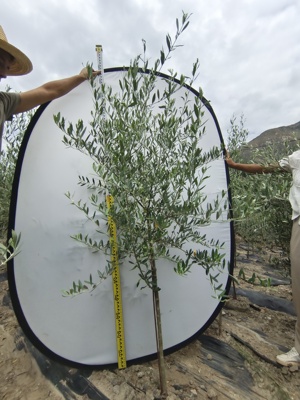 进口油橄榄树苗盆栽4年龄真植物