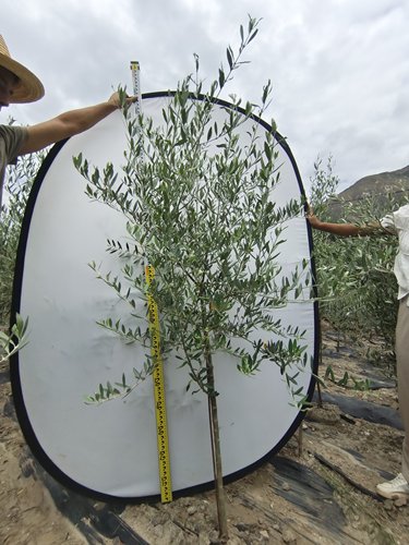 进口油橄榄树苗盆栽4年龄真植物