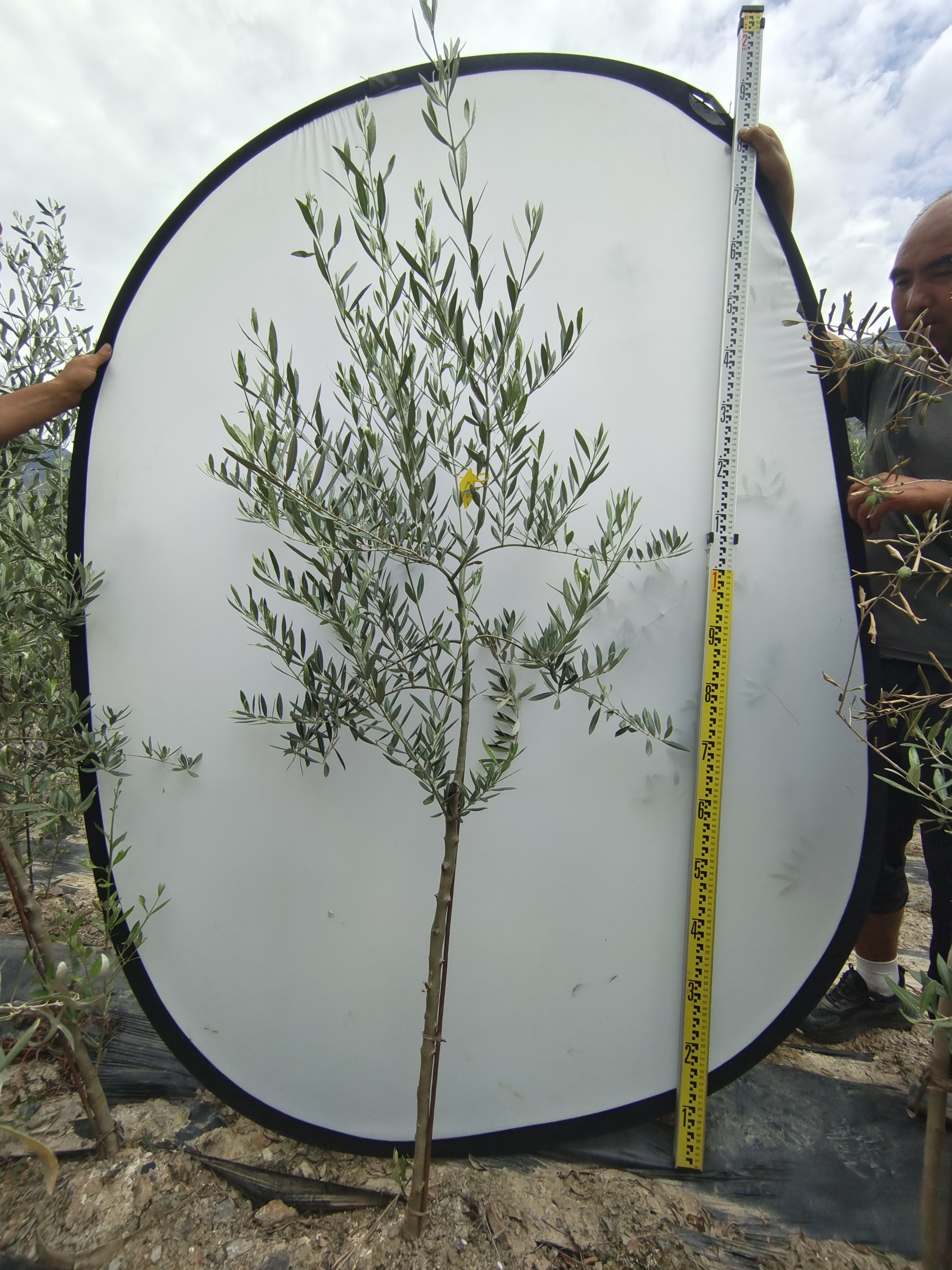 高级灰皮学利西班牙油橄榄树盆栽一物一拍阳台庭院绿植真植物