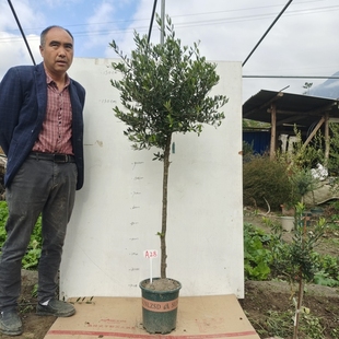 一物一拍油橄榄树盆栽进口北欧真植物客厅阳台大型绿植四季常绿