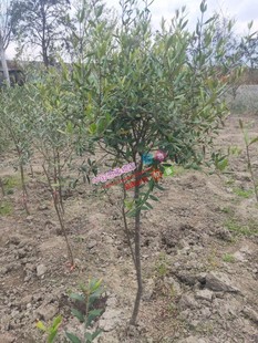 油橄榄树盆栽自然树形绿植非棒棒糖主杆不直农户橄榄树基地直销