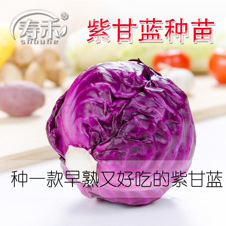 紫甘蓝种子种籽苗早熟包菜耐寒耐裂卷心菜夏季秋季蔬菜孑包心菜