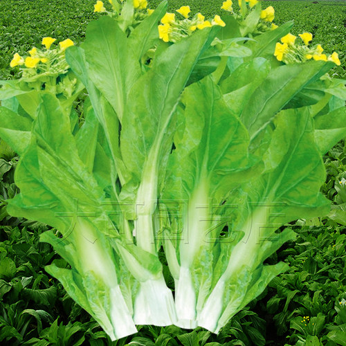 甜脆早熟秋冬季种孑白菜心