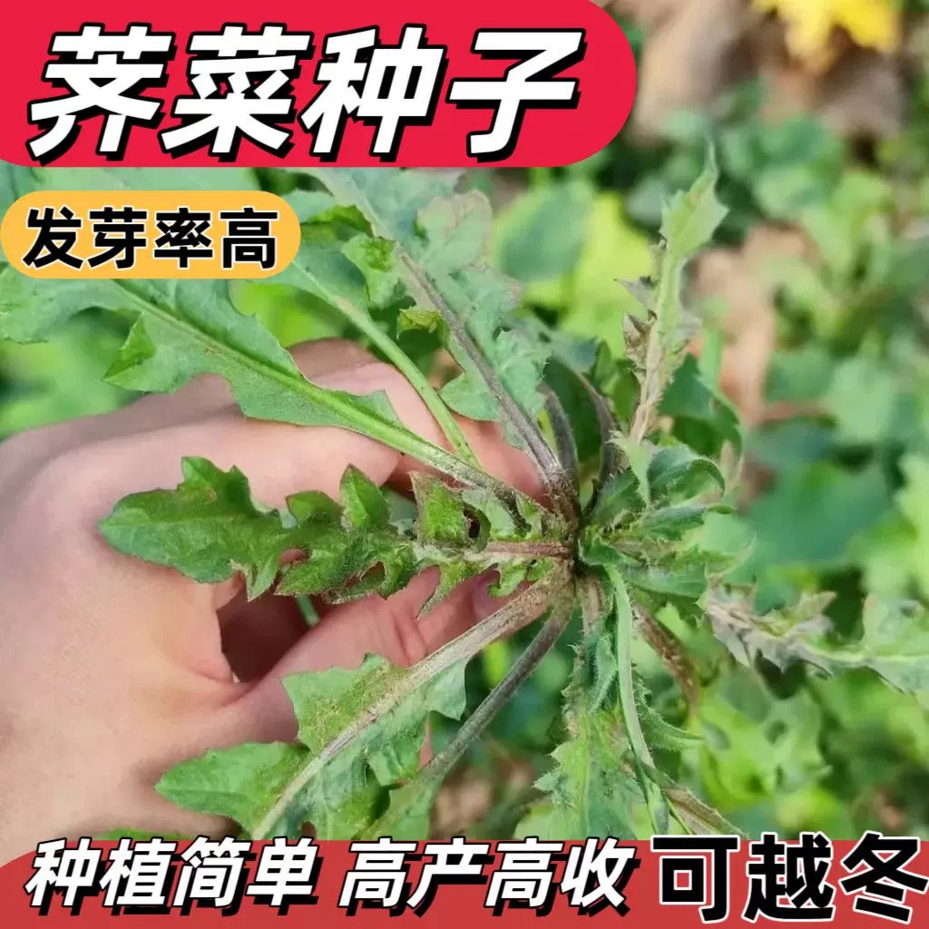 荠荠菜种子大叶高产大全抗病脆嫩