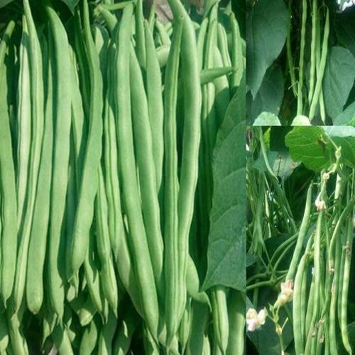 高产早熟爬藤四季豆播芸角种子