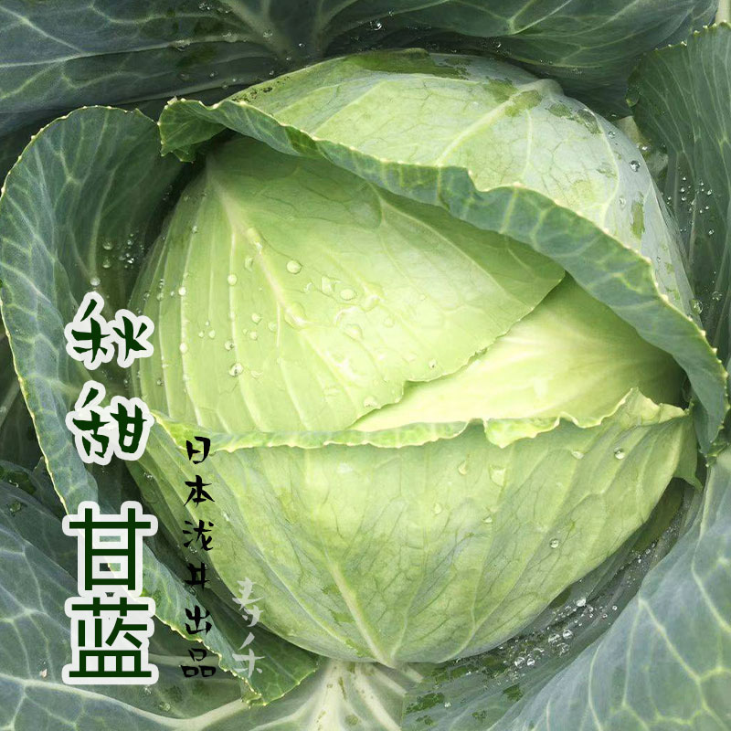 日本甘蓝种籽种子苗包心菜高产卷心菜包菜秋季夏季四季蔬菜孑结球