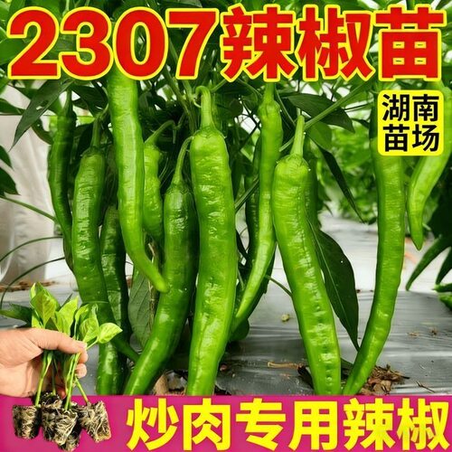 2307辣椒苗软皮清香微辣带土发货
