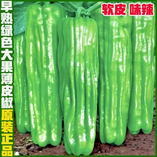 早熟薄皮辣椒种子杂交辣味浓皱皮软皮泡椒大青椒种籽基地蔬菜种子