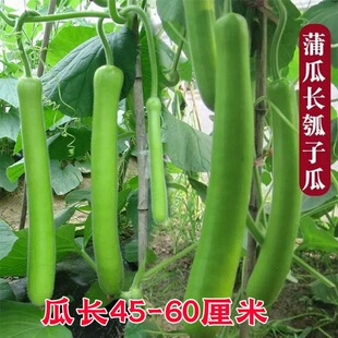 长瓠子瓜种子四季早熟高产青瓜速生耐寒蒲瓜短瓠瓜蔬菜种子大全