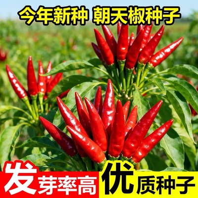 朝天椒种子小米椒指天椒特辣高产