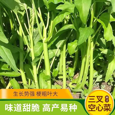 三叉空心菜种子四季阳台盆高产