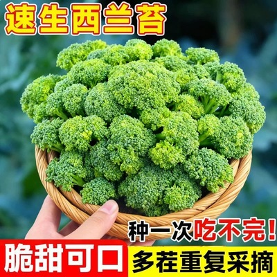 西兰苔种子种植蔬菜种籽耐寒大全