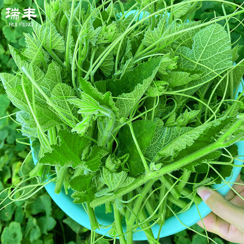 南瓜尖种子春季四季盆栽高产抗病