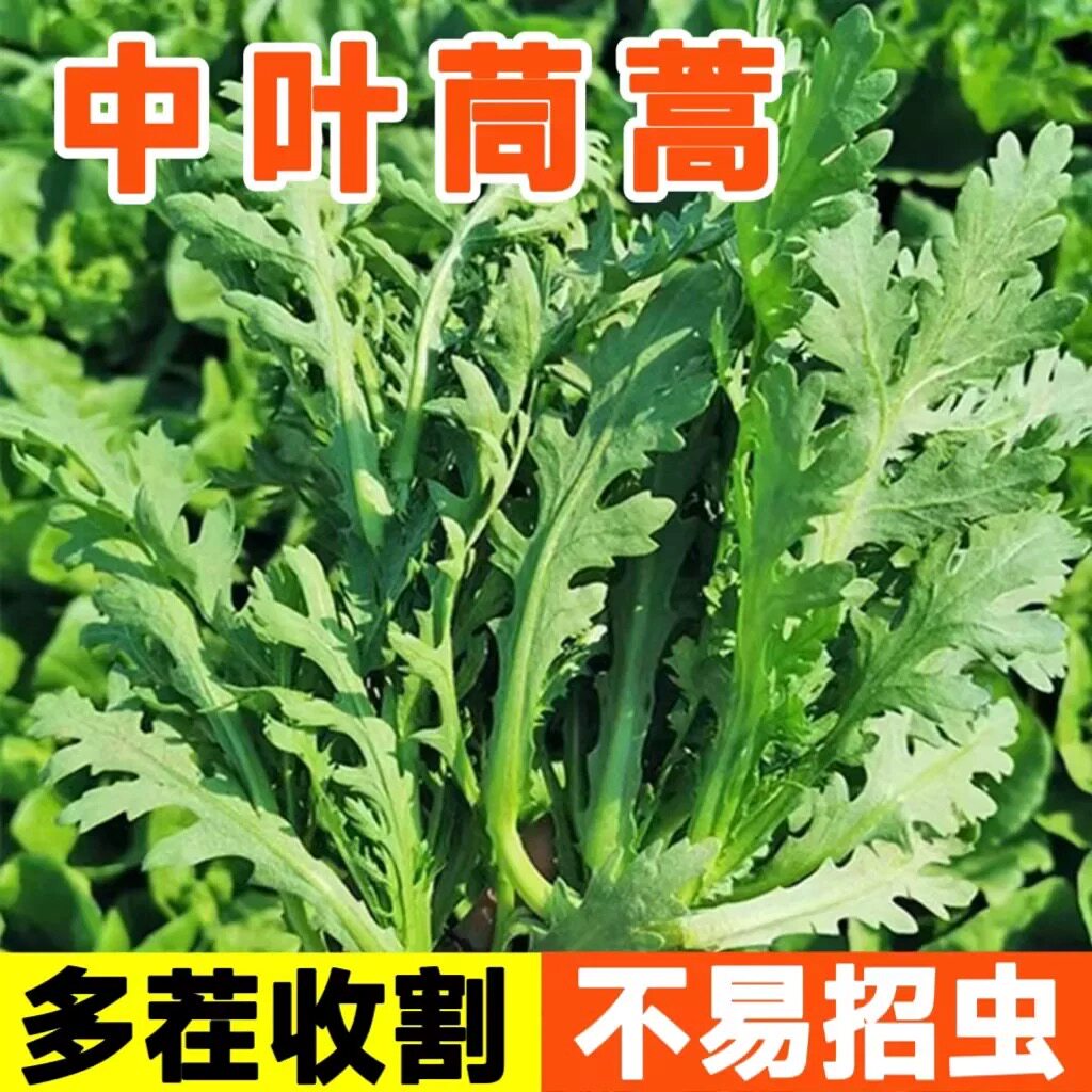 阳台庭院盆栽湘榆【割完又长】