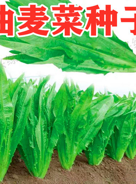 油麦菜种子四季香油麦菜籽青菜夏秋冬四季耐热农家田园盆栽蔬菜孑