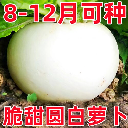 圆白萝卜种子春不老脆甜好吃