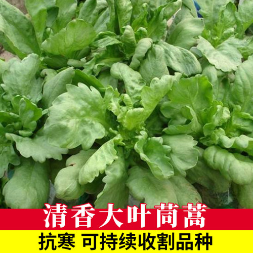大叶茼蒿种子高产抗病耐寒