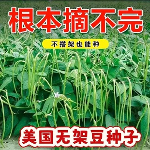 美国无架豆角种子矮生不搭架高产庭院盆栽四季豇豆种籽爬地蔬菜种