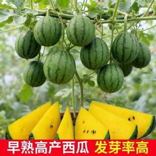 盆栽黄金宝小西瓜种子黄心西瓜种子黄金宝小西瓜种子蔬菜瓜果种子