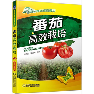 官网正版 番茄高效栽培 苗锦山 沈火林 生育特性 优良品种 棚室设施设计建造 育苗技术 露地栽培 大拱棚 日光温室 病虫害诊断