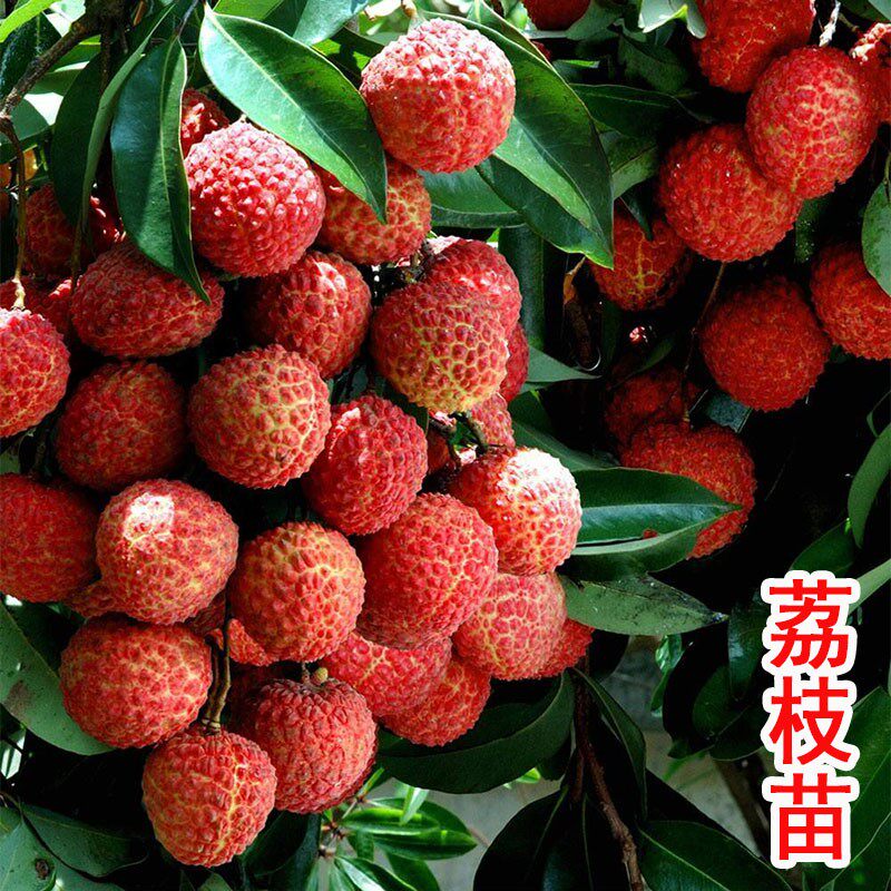 嫁接妃子笑桂味荔枝苗树当年结果特大无核荔枝树南方地栽盆栽果苗