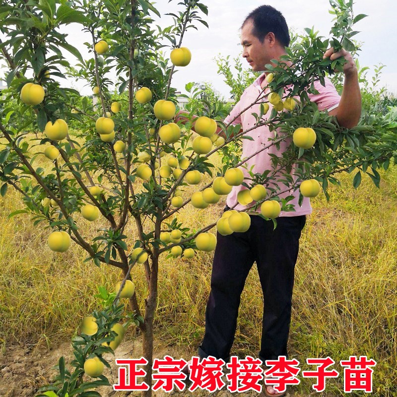 种植 李子 北方 西梅 树苗